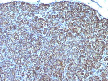 Mitochondria (Marker for Human Cells) Antibody - With BSA and Azide