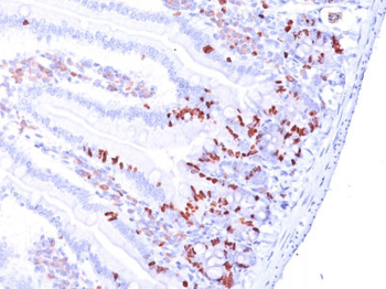 Bromodeoxyuridine (BrdU) (Proliferation Marker) Antibody - With BSA and Azide