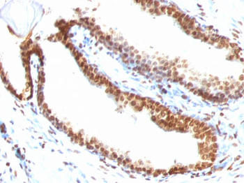 Double Stranded DNA (dsDNA) (Nuclear Marker) Antibody - With BSA and Azide