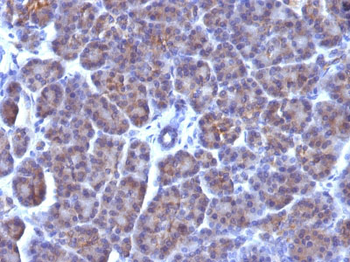 Golgi Complex (Marker for Human Cells) Antibody - With BSA and Azide