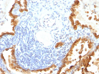 Cytokeratin 8/18 Antibody - With BSA and Azide