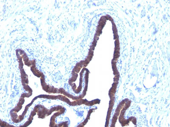 Cytokeratin 8/18 Antibody - With BSA and Azide