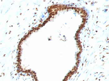 Double Stranded DNA (dsDNA) (Nuclear Marker) Antibody - With BSA and Azide