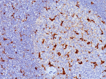 CD68 (Macrophage Marker) Antibody - With BSA and Azide
