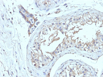 CD63 (Late Endosomes Marker) Antibody - With BSA and Azide