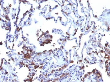 CD63 (Late Endosomes Marker) Antibody - With BSA and Azide