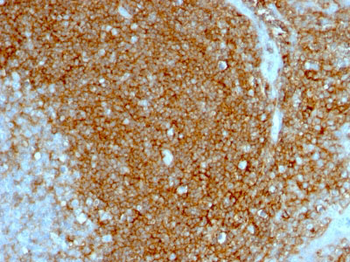 CD44 / HCAM Std. Antibody - With BSA and Azide