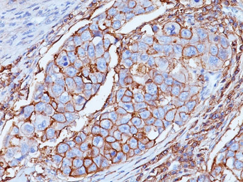 CD44 / HCAM Std. Antibody - With BSA and Azide