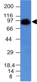 CD44 / HCAM Std. Antibody - With BSA and Azide