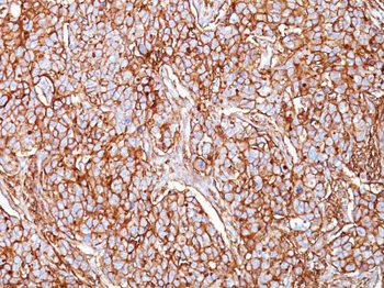 CD44 / HCAM Std. Antibody - With BSA and Azide
