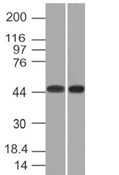 Napsin A (Lung Adenocarcinoma Marker) Antibody - With BSA and Azide