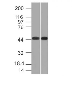 Napsin A (Lung Adenocarcinoma Marker) Antibody - With BSA and Azide