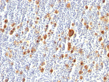 CD30 / TNFRSF8 (Hodgkin & Reed-Sternberg Cell Marker) Antibody - Culture Supernatant