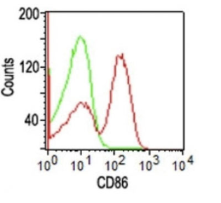 CD86 (Dendritic Cells Maturation Marker) Antibody - With BSA and Azide