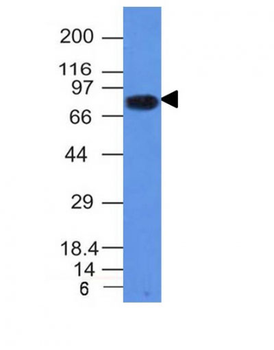 CD86 (Dendritic Cells Maturation Marker) Antibody - With BSA and Azide