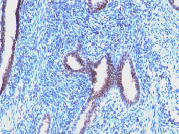 Cyclin B1 (G2- & M-phase Cyclin) Antibody - With BSA and Azide