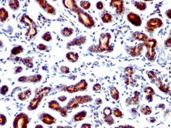pS2 / pNR-2 / Trefoil Factor 1 (Estrogen-Regulated Protein) Antibody - With BSA and Azide