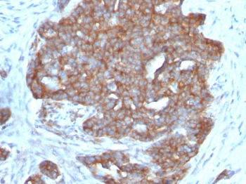 pS2 / pNR-2 / Trefoil Factor 1 (Estrogen-Regulated Protein) Antibody - With BSA and Azide
