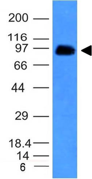 CD43 (T-Cell Marker) Antibody - With BSA and Azide