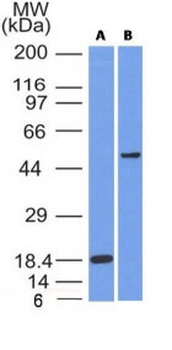SOX10 (Melanoma Marker) Antibody - With BSA and Azide