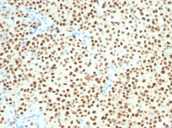 SOX10 (Melanoma Marker) Antibody - With BSA and Azide