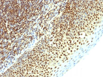 SUMO-2 Antibody - With BSA and Azide