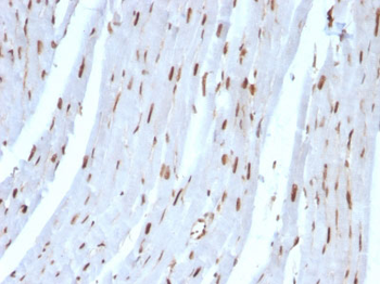 SUMO-2 Antibody - With BSA and Azide