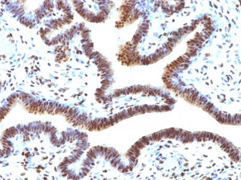 SUMO-2 Antibody - With BSA and Azide