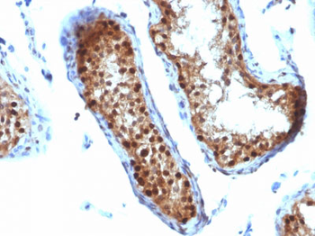 SUMO-2 Antibody - With BSA and Azide