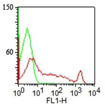 CDw75 (B-Cell Marker) Antibody - With BSA and Azide