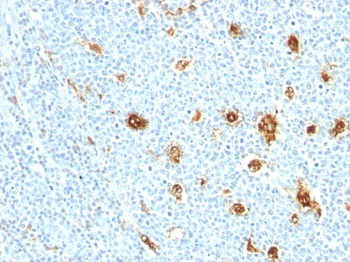 Myeloid-Related Proteins 14 (MRP14) (Macrophage Marker) Antibody - With BSA and Azide