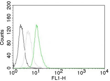 Cyclin D1 (G1-Cyclin & Mantle Cell Marker) Antibody - With BSA and Azide