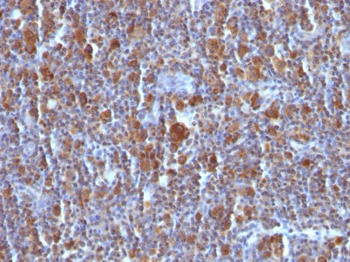 Bax (Apoptosis Marker) Antibody - With BSA and Azide