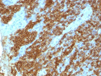 CD45RA (Leucocyte Marker) Antibody - With BSA and Azide