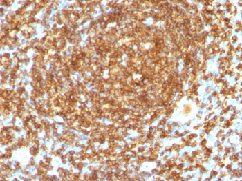 CD45RB (B-Cell Marker) Antibody - With BSA and Azide