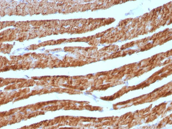 Cytochrome C (Mitochondrial Marker) Antibody - With BSA and Azide