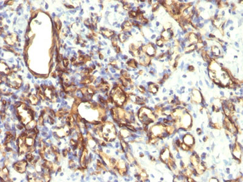 Podocalyxin (PODXL) (Hematopoietic Stem Cell Marker) Antibody - With BSA and Azide