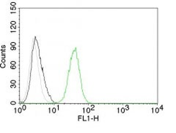CD31 / PECAM-1 (Endothelial Cell Marker) Antibody - With BSA and Azide