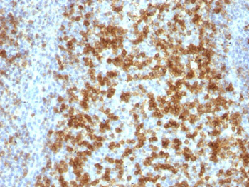 PD1 / PDCD1 / CD279 (Programmed Cell Death 1) Antibody - With BSA and Azide