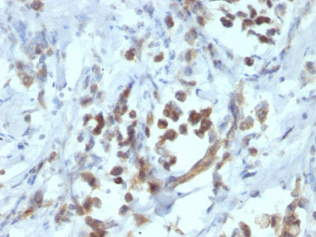 PAX6 (Stem Cell Marker) Antibody - With BSA and Azide