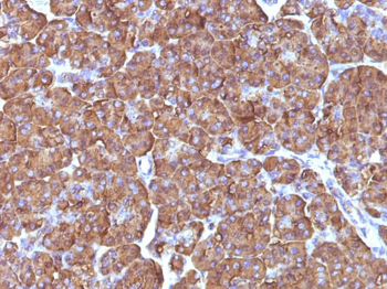 Ornithine Decarboxylase-1 (ODC-1) Antibody - With BSA and Azide