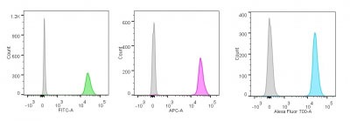 Nucleolin (Marker of Human Cells) Antibody - With BSA and Azide