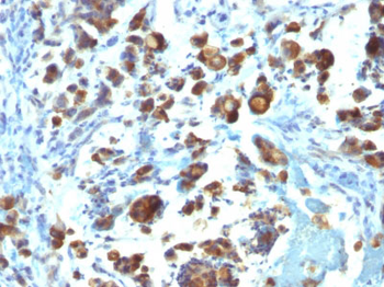 MUC3 (Mucin 3) Antibody - With BSA and Azide