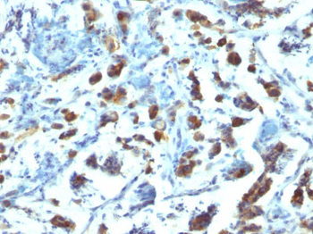 MUC3 (Mucin 3) Antibody - With BSA and Azide