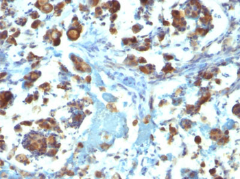 MUC3 (Mucin 3) Antibody - With BSA and Azide