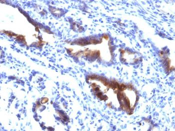 MUC3 (Mucin 3) Antibody - With BSA and Azide