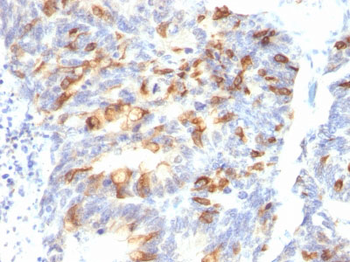 MUC2 (Mucin 2) Antibody - With BSA and Azide