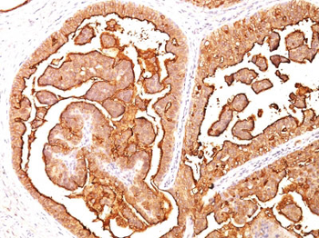 MUC1 / EMA / CD227 (Epithelial Marker) Antibody - With BSA and Azide