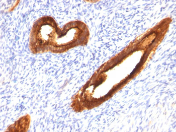 MUC1 / EMA / CD227 (Epithelial Marker) Antibody - With BSA and Azide