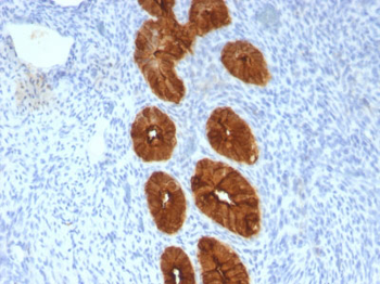 MUC1 / EMA / CD227 (Epithelial Marker) Antibody - With BSA and Azide